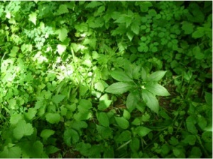 A green dragon camouflaged among garlic mustard, enchanter’s nightshade, meadow-rue and white avens.